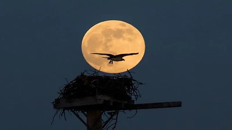 المسند: يكتمل القمر بدراً بعد منتصف الليلة