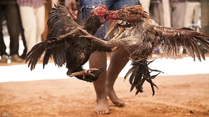 مصارعة الديوك تتسبب في مصرع رجلين!