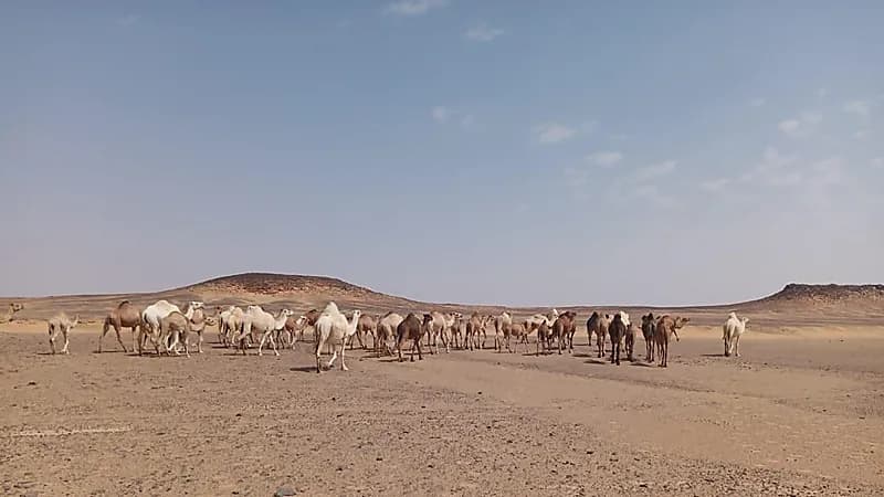 هيئة تطوير محمية الملك سلمان تٌخرج الإبل السائبة من الخنفة