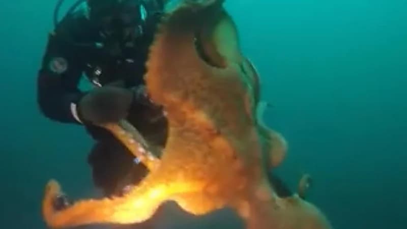 بالفيديو.. أخطبوط عملاق يلتف حول عنق غطاس ويسحبه تحت الماء