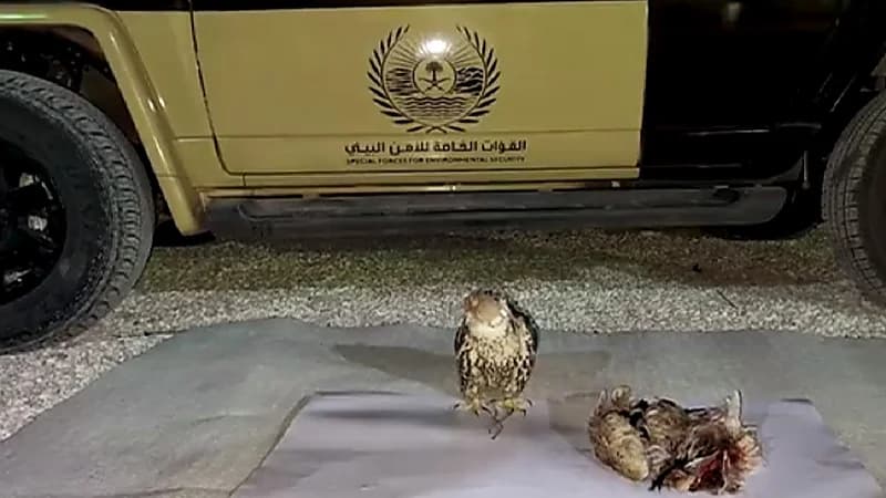 بالفيديو.. ضبط 47 مخالفًا لنظام البيئة في عدد من المناطق