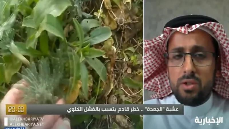 أستاذ عقاقير: عشبة " الجعدة " تضر الكبد حال استخدامها بطريقة خاطئة 