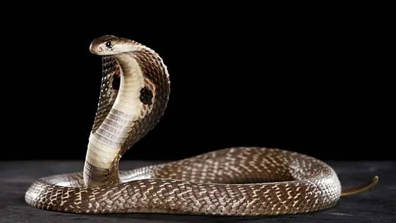 رجل يحاول التخلص من زوجته بواسطة أفعى الكوبرا