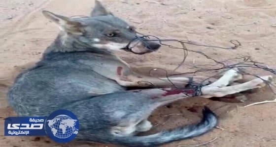 مواطن ينجح في صيد ذئب قضي على 30 رأسا من ماشيته