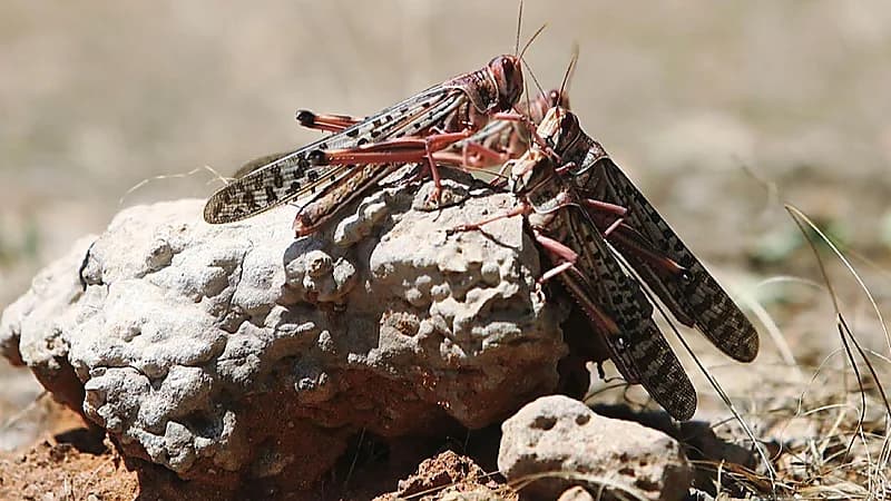 “وقاء“ يحذِّر من جمع الجراد في مكة والمدينة حتى منتصف أبريل