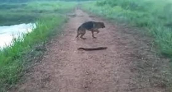 بالفيديو.. هلع كلب حاول عض ثعبان بحر كهربائي