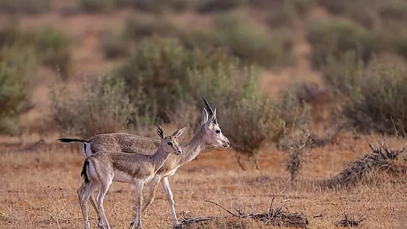 ضبط 227 مخالفة في نطاق محمية الإمام تركي بن عبدالله