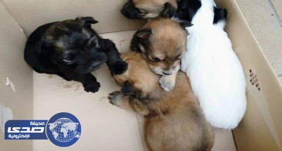 ضياع مستقبل سياسي إيطالي بسبب أربعة كلاب صغيرة