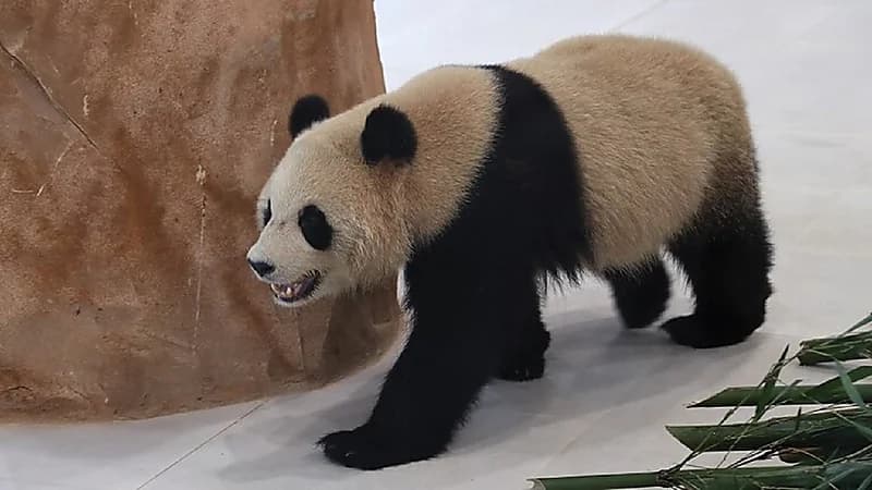 الباندا "سهيل" يتوقع نتيجة المباراة الافتتاحية لكأس العالم