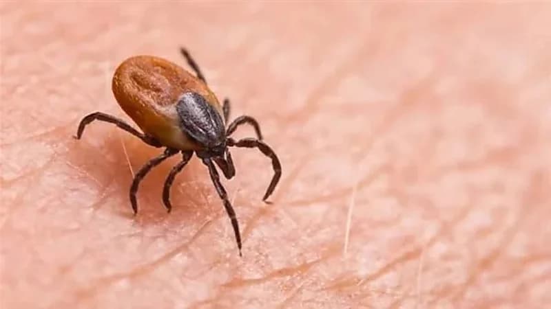 أعراض خطيرة يسببها فيروس بواسان