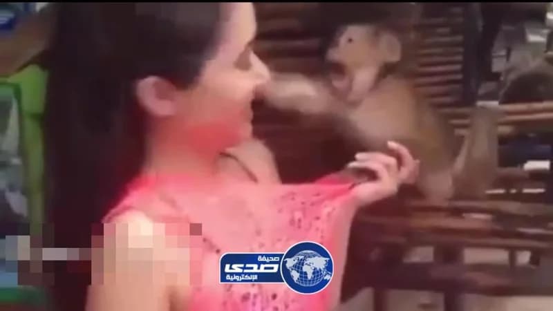 بالفيديو.. قرد يتحرش بفتاة ويصفعها بكف بعدما سخرت منه