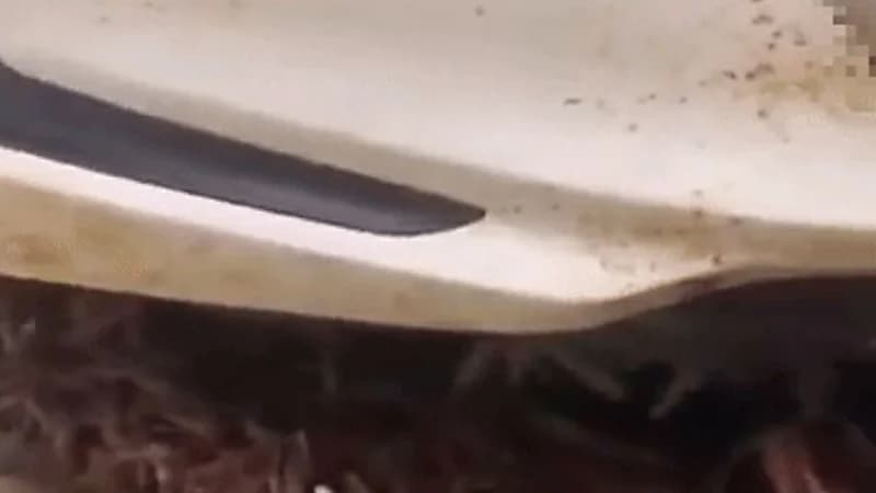 شاهد.. أعداد كبيرة من الجراد تستقر أسفل مركبة وتثير الرعب