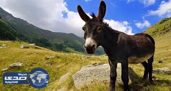 حمار مصري محظوظ يسافر أوروبا على نفقة سياح أجانب