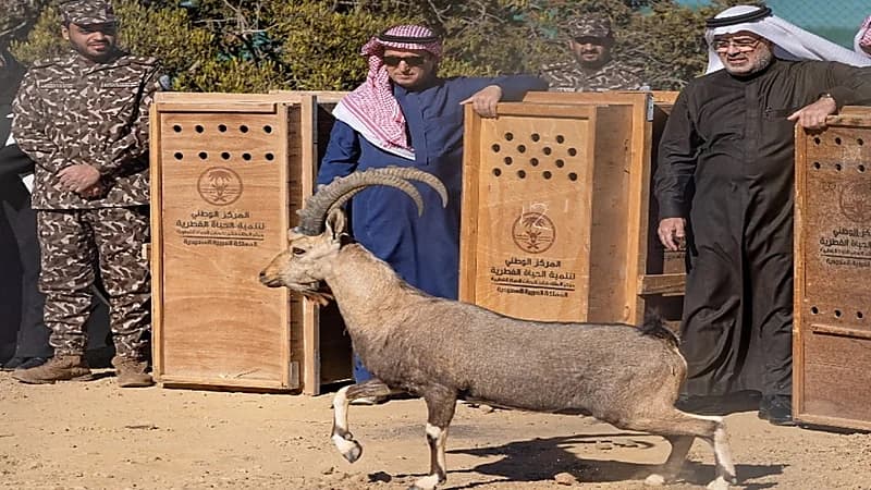 بالصور.. إطلاق 15 وعلاً جبليًا مهددًا بالانقراض في السودة