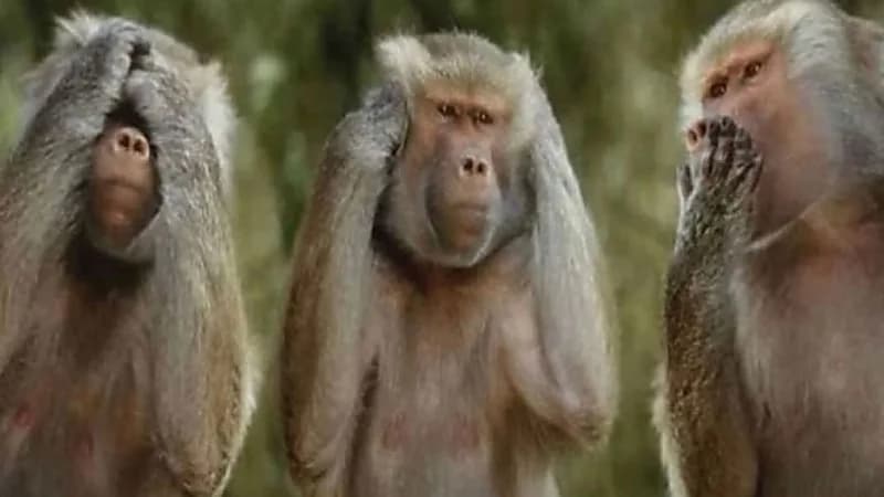 مصرع رضيع في هجوم عنيف من مجموعة قرود على منزله