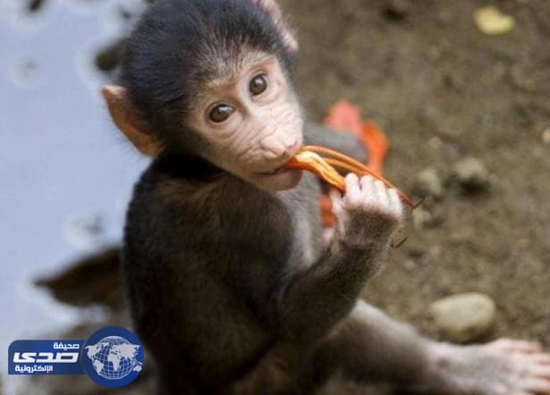 قرد يٌغرق مدينة سياحية في ظلام دامس