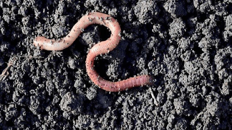 مهندس فرنسي يطلق تحذيرًا من انقراض "دودة الأرض"