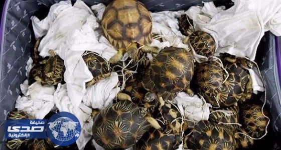 الشرطة الماليزية تضبط 330 سلحفة مهربة داخل قفص قيمتها 278 ألف دولار