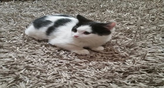 قطة تقتحم قاعة البرلمان التركي وتشارك الأعضاء تعديل الدستور