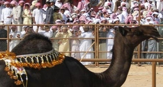 إدارة مهرجان مزاين الإبل تتيح للنساء حضور فعاليات الدورة الجديدة