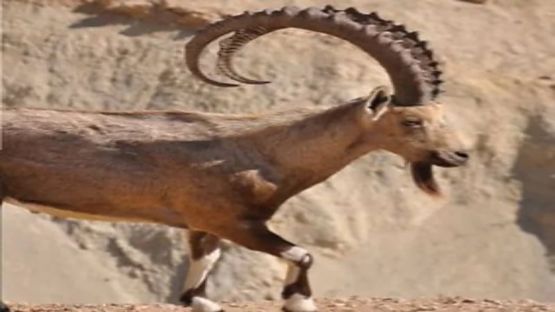 60 ألف ريال عقوبة صيد الوعل الجبلي