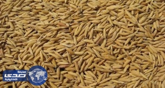 4.5 مليون طن من الحبوب صدرتها المؤسسة العامة للحبوب منذ بداية العام