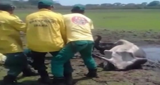 بالفيديو.. انقاذ عجل من فك تماسيح جائعة