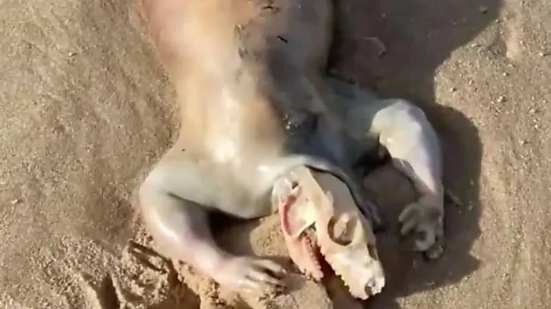 رجل يعثر على كائن فضائي بالقرب من أحد الشواطئ