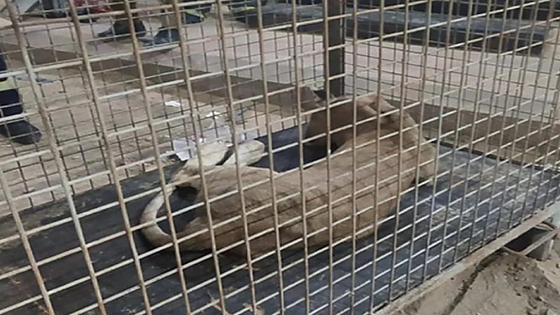 تفاصيل السيطرة على أسد طليق في أحد أحياء الرياض