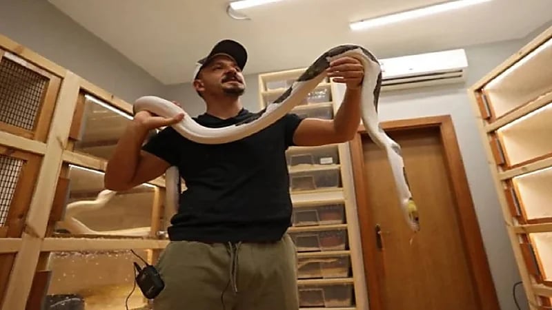 بالفيديو.. مواطن يحترف تهجين الثعابين للخروج بألوان فريدة