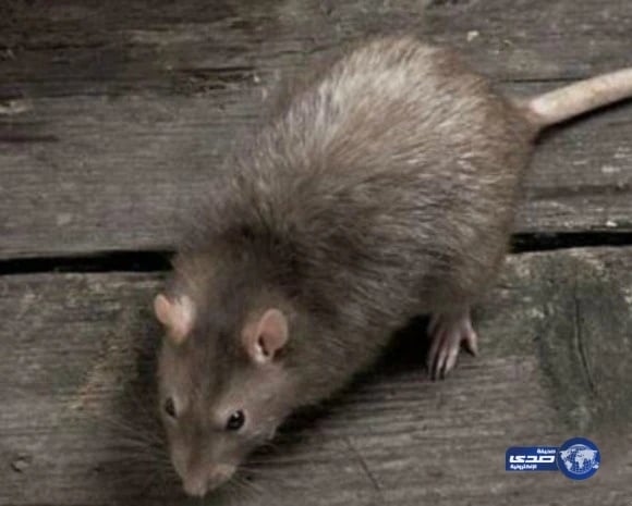 بالفيديو والصور .. تسرب السيول لعدد من منازل مركز شواص بعسير