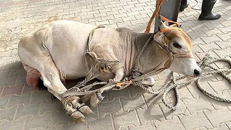 "ثور" يقتحم جامعة في الكويت