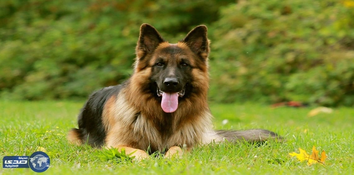 بالفيديو.. طهي كلب في الماء المغلي بالصين