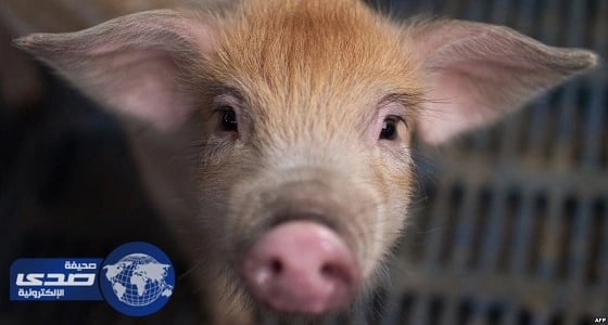 ⁠⁠⁠⁠⁠تقنية جديدة تسمح بزراعة أعضاء خنازير في جسم الإنسان