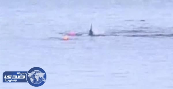 بالفيديو .. أسرة تنقذ راكب " كاياك " من هجوم مروع لقرش