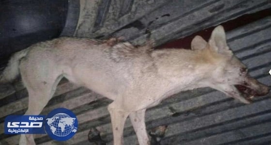 مواطن ينقذ جاره من بين أنياب « ذئب مفترس » بالليث