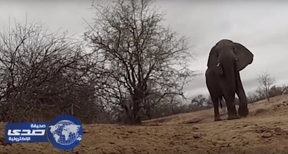 ⁠⁠⁠⁠⁠بالفيديو.. فيل يسرق كاميرا من مرشد سفاري