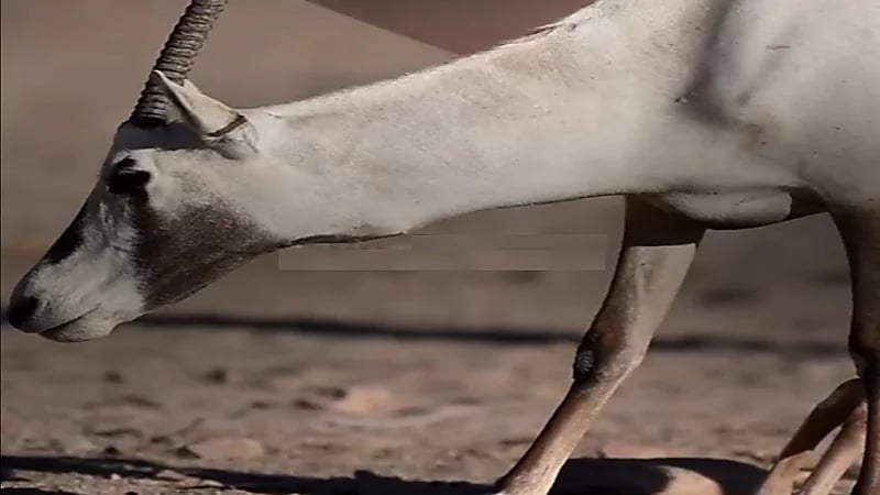 ولادة أول مجموعة من صغار المها العربي في براري نيوم .. فيديو