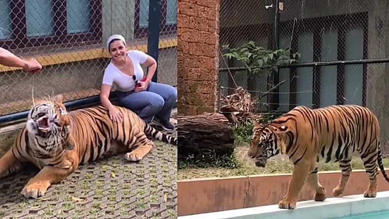 مذيعة العربية تداعب نمر والجمهور : حتى النمر شافك حلوة وصار أليف .. فيديو