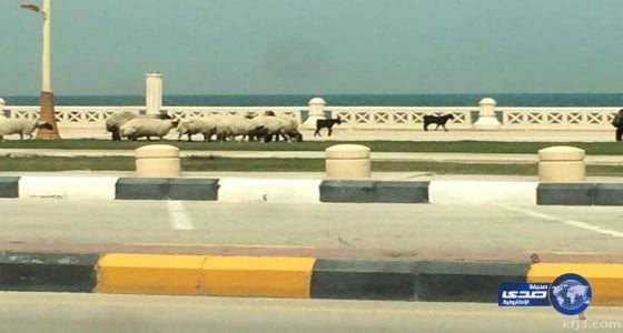 النصر يستعيد خدمات فينسنت أمام الاتحاد 