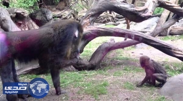 " قردة " تتعرف على اقرانها المصابة من رائحة فضلاتها