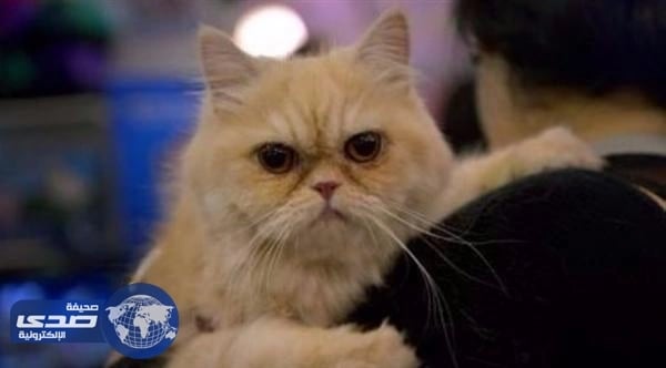 مؤسسة يابانية تستعين بالقطط والكلاب لتخفيف التوتر عن موظفيها