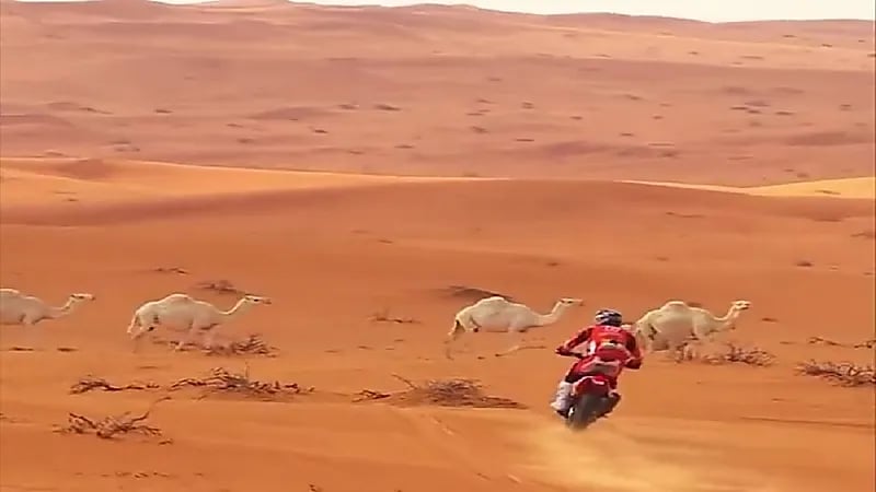 فهد بن حثلين ينصح المتسابقين في رالي دكار بالعبور من خلف الإبل (فيديو)