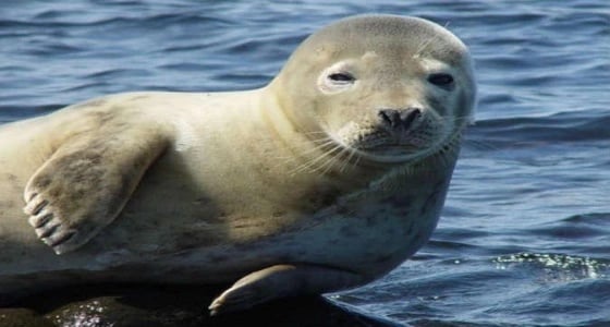 روسيا تبدأ التحقيق لمعرفة أسباب نفوق 130 فقمة