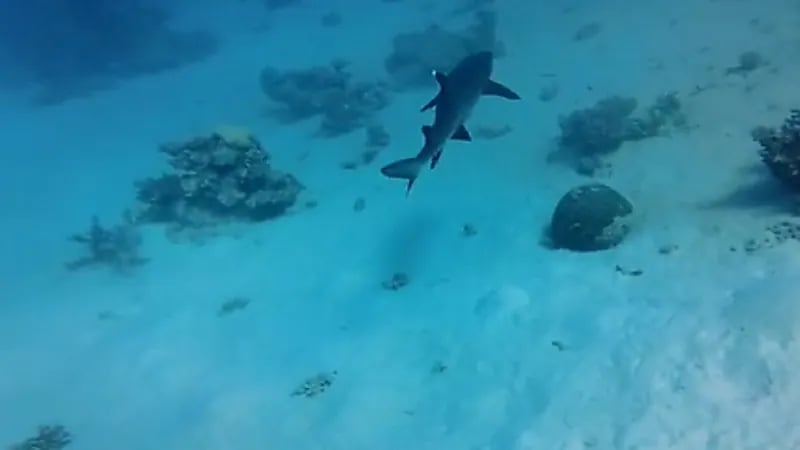 بالفيديو .. إنقاذ سمكتي قرش عالقتين في أحد فخاخ الصيد المهملة