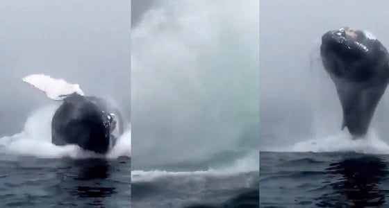 بالفيديو.. حوت يذهل الجميع بطيرانه في الهواء