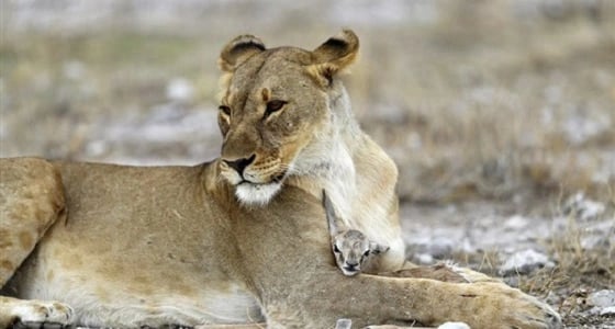بالصور.. أنثى أسد تلهو مع غزالة صغيرة