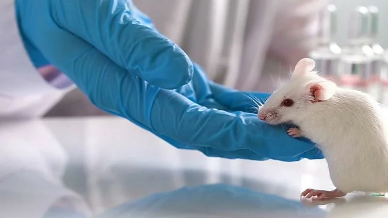 خطر كبير يواجه تايوان بسبب فأر مصاب بكورونا