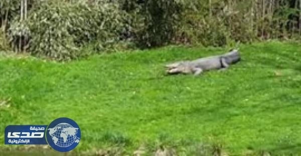 بالفيديو.. كلب شجاع يقفز بوجه تمساح