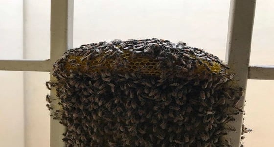 بالصور.. أسراب هائلة من النحل تهاجم منزلا في جدة